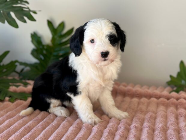 Rosie - Image 7