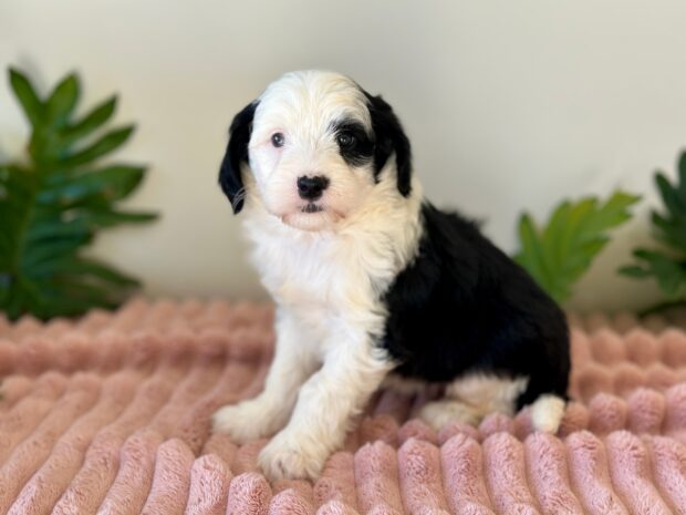 Rosie - Image 6