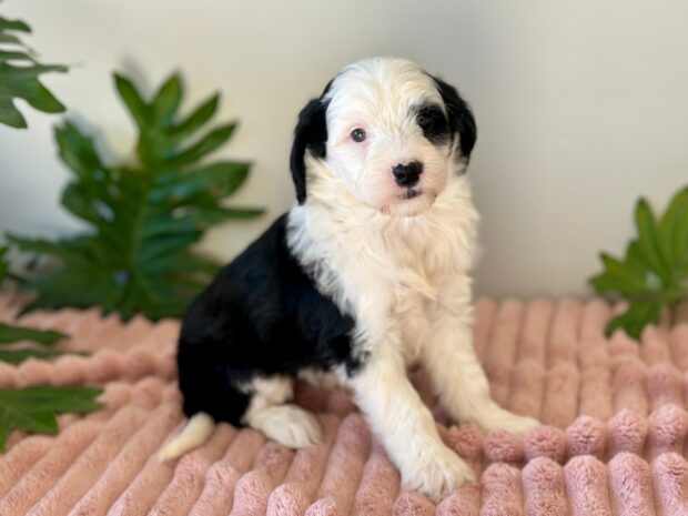 Rosie - Image 4