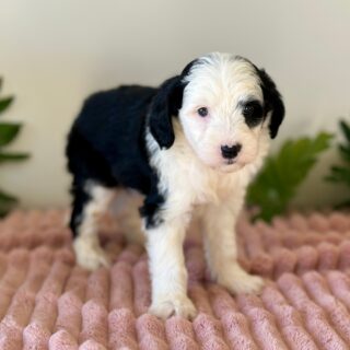 Rosie