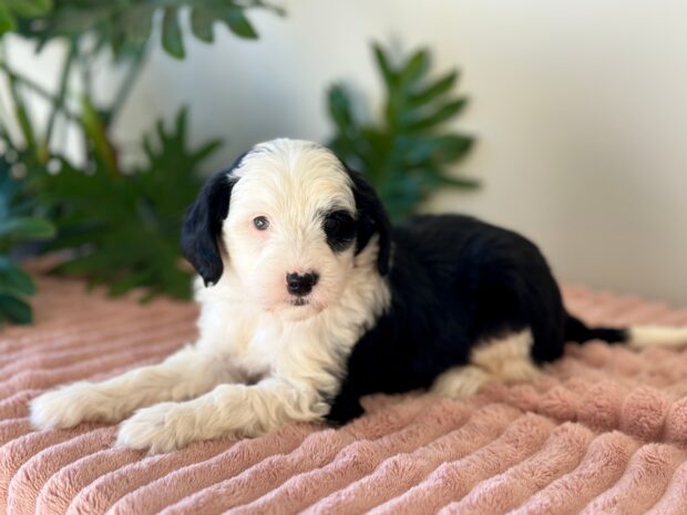 Rosie - Image 2