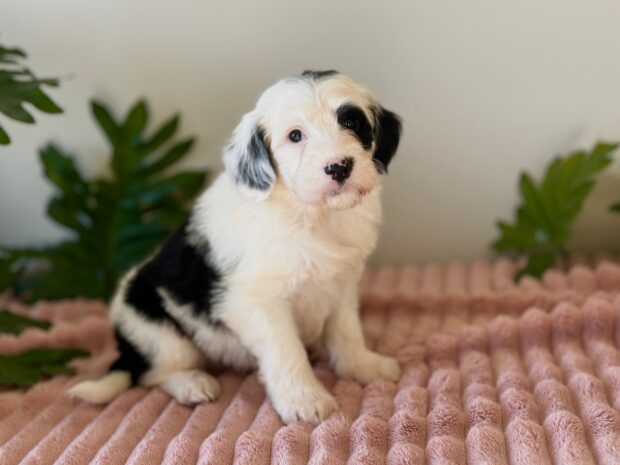 Frankie - Image 8