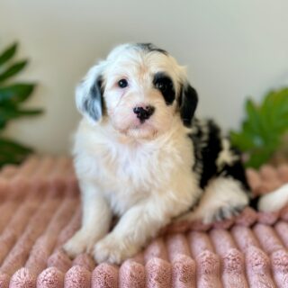 Frankie
