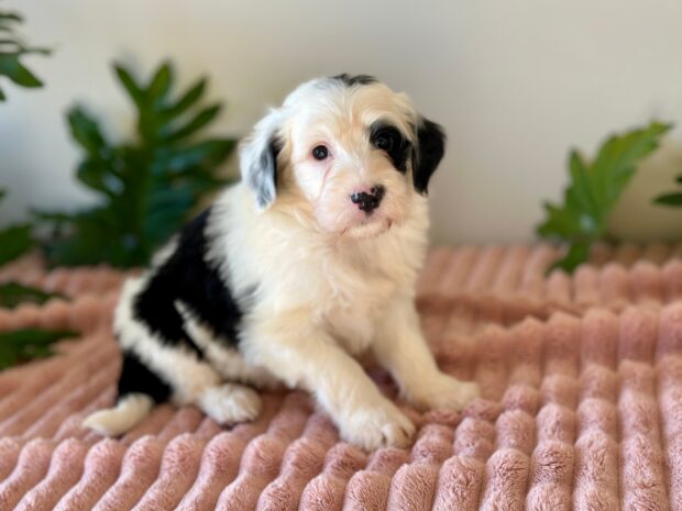 Frankie - Image 6