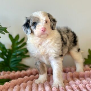 Murphey