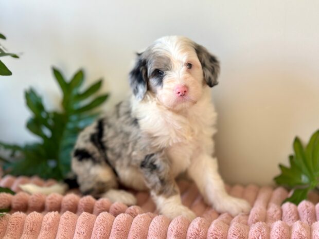 Murphey - Image 5