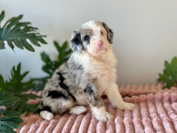 Murphey - Image 4