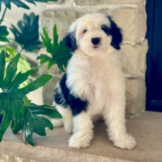 Benni