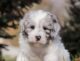 SheepaDoodle Rehoming And Adoption Shelter